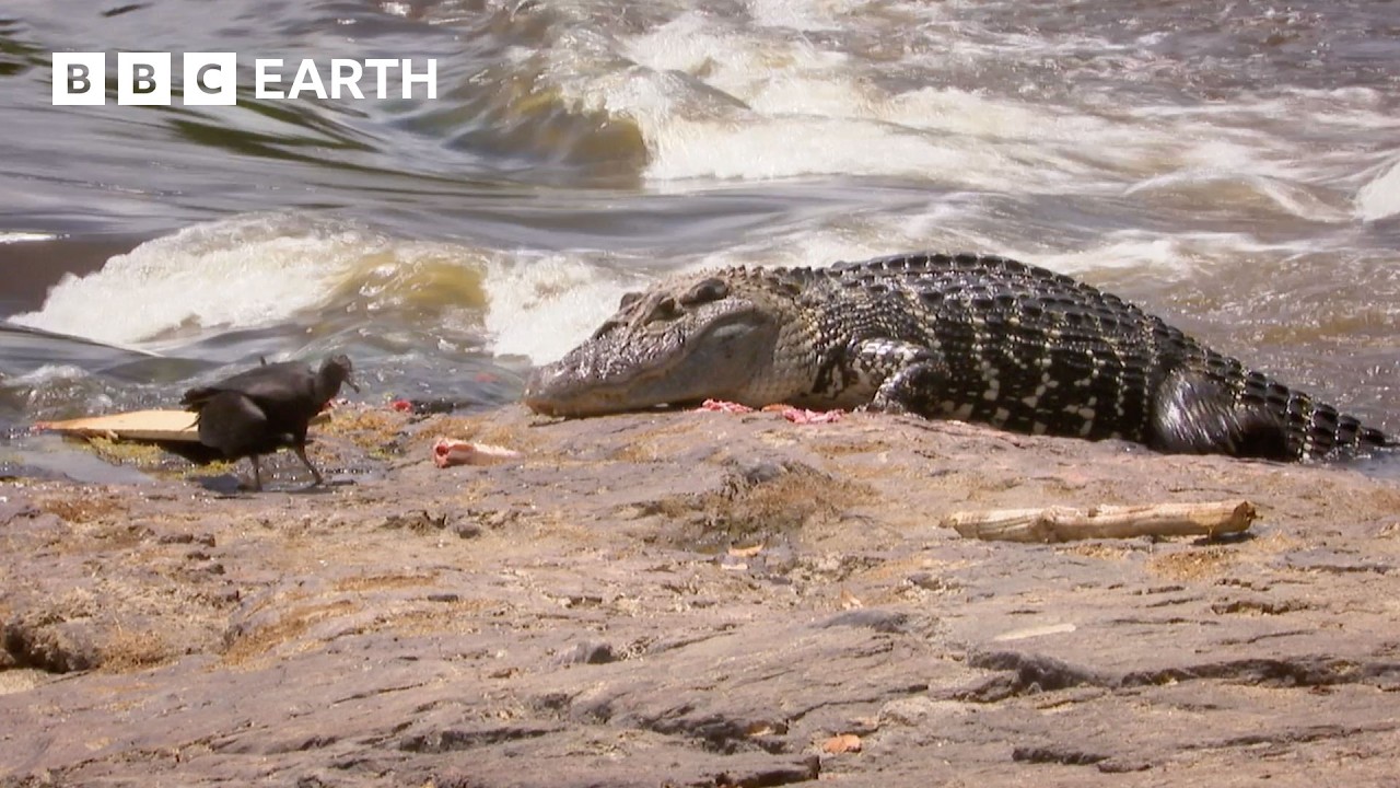 Steve Backshall Dives Into Crocodile Territory | Expedition Guyana | BBC Earth