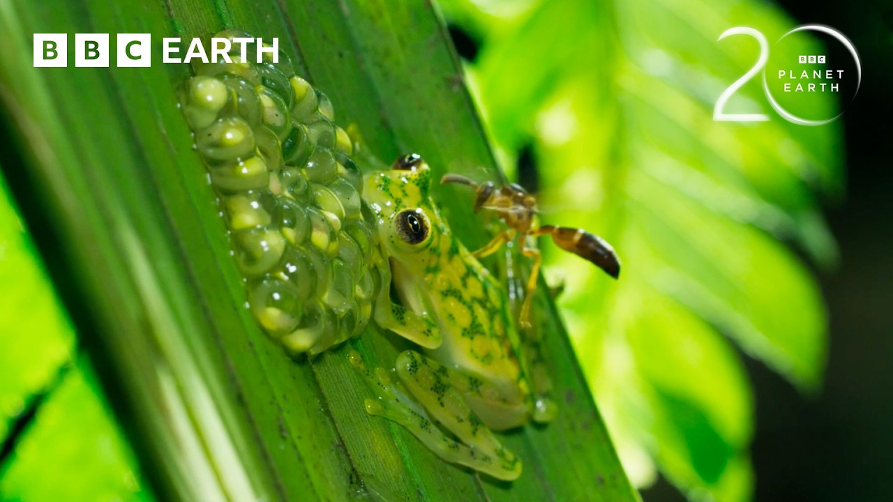 Super Dad Frog Defends His Eggs From Wasps | 20 Years of Planet Earth | BBC Earth