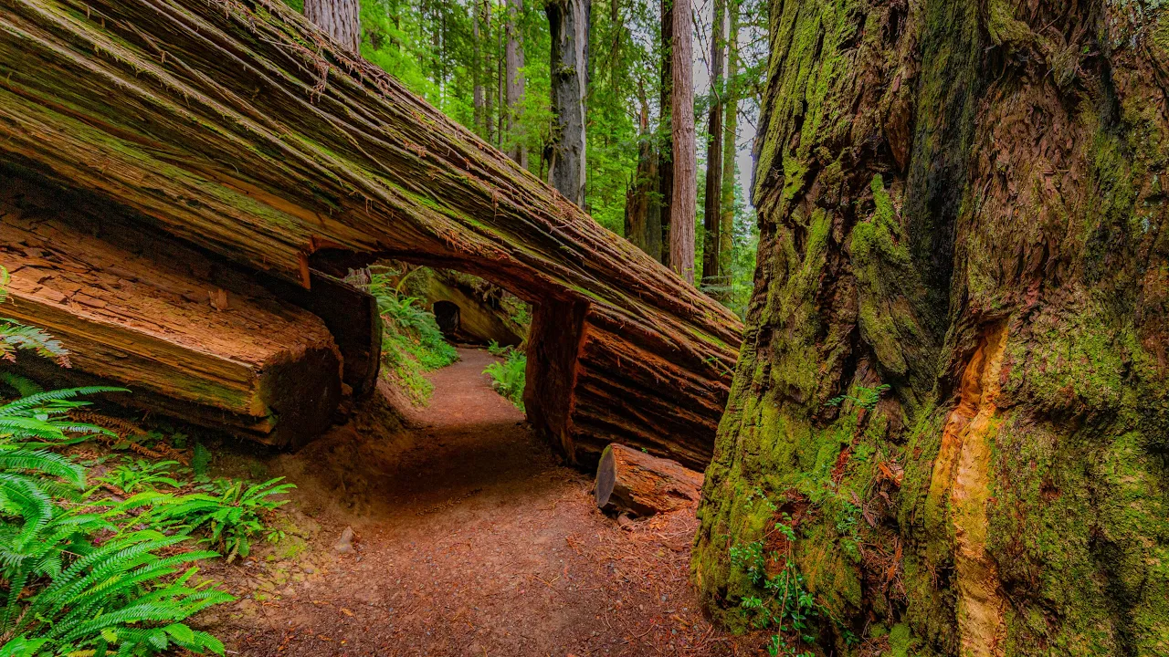 Tall Trees Grove Loop Trail 4K | Calm Walk Through the World’s Tallest Trees - Part 1