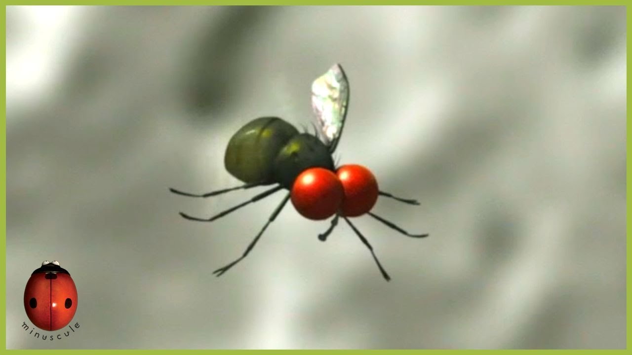 Telecanetic | Minuscule | 15' Compilation