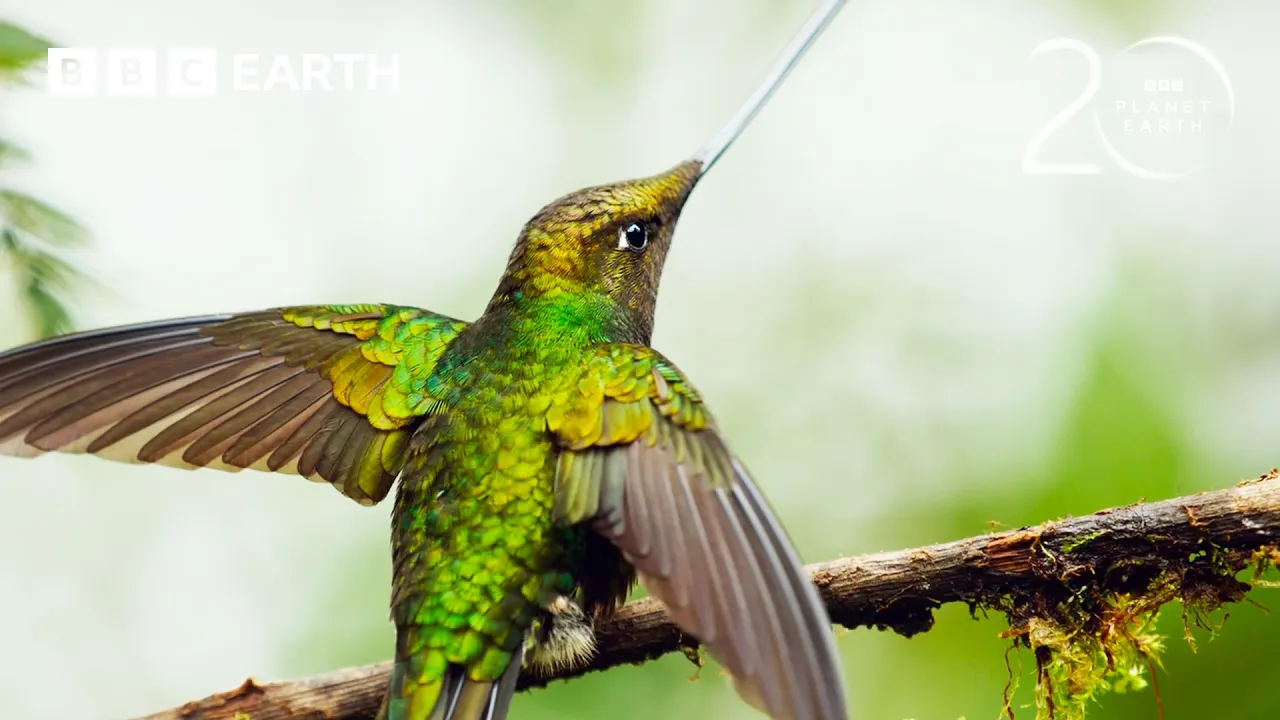 The Bird With The World’s Longest Beak | 20 Years of Planet Earth II | BBC Earth
