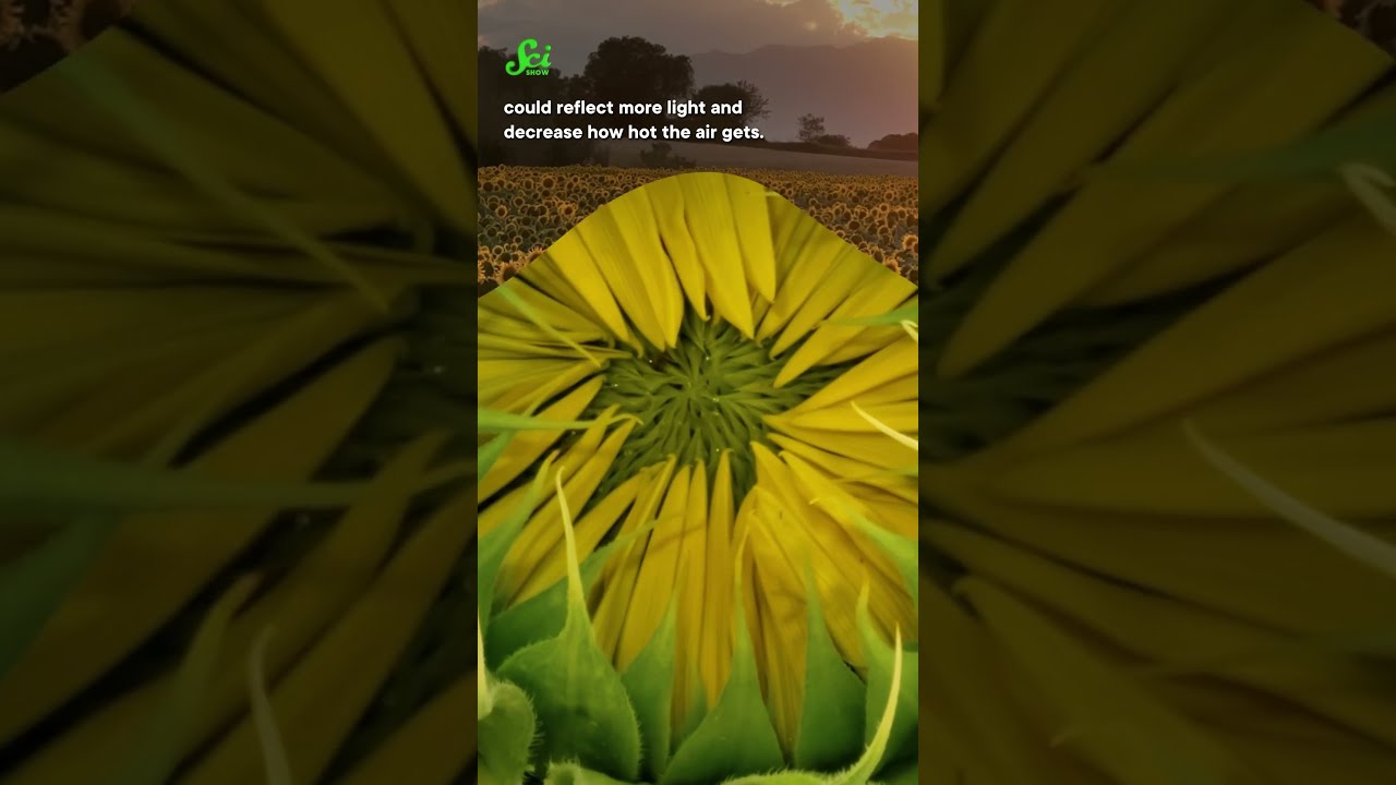 The Color of Your Crops Can Slow Down Global Warming #scishow #science #stem #shorts #sunflowers