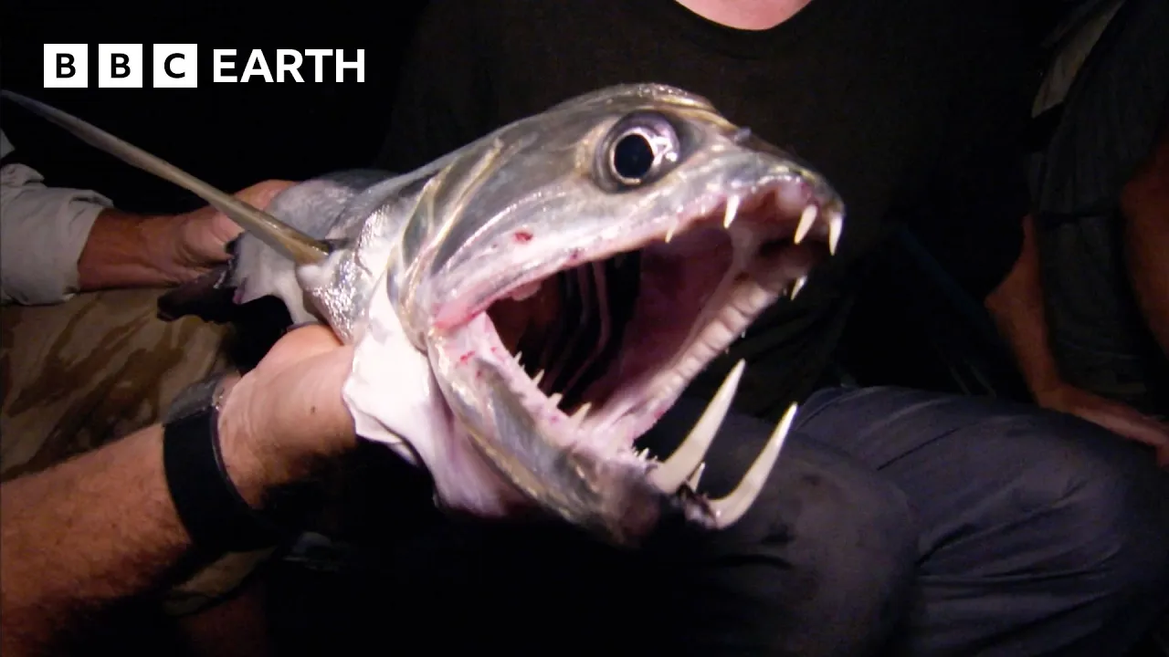 The Elusive Sabertooth Fish | Expedition Guyana | BBC Earth
