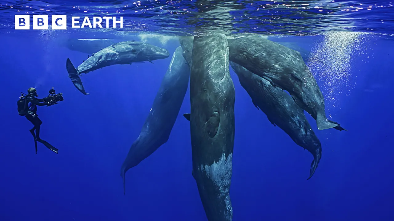The Fascinating World Of Whales | BBC Earth