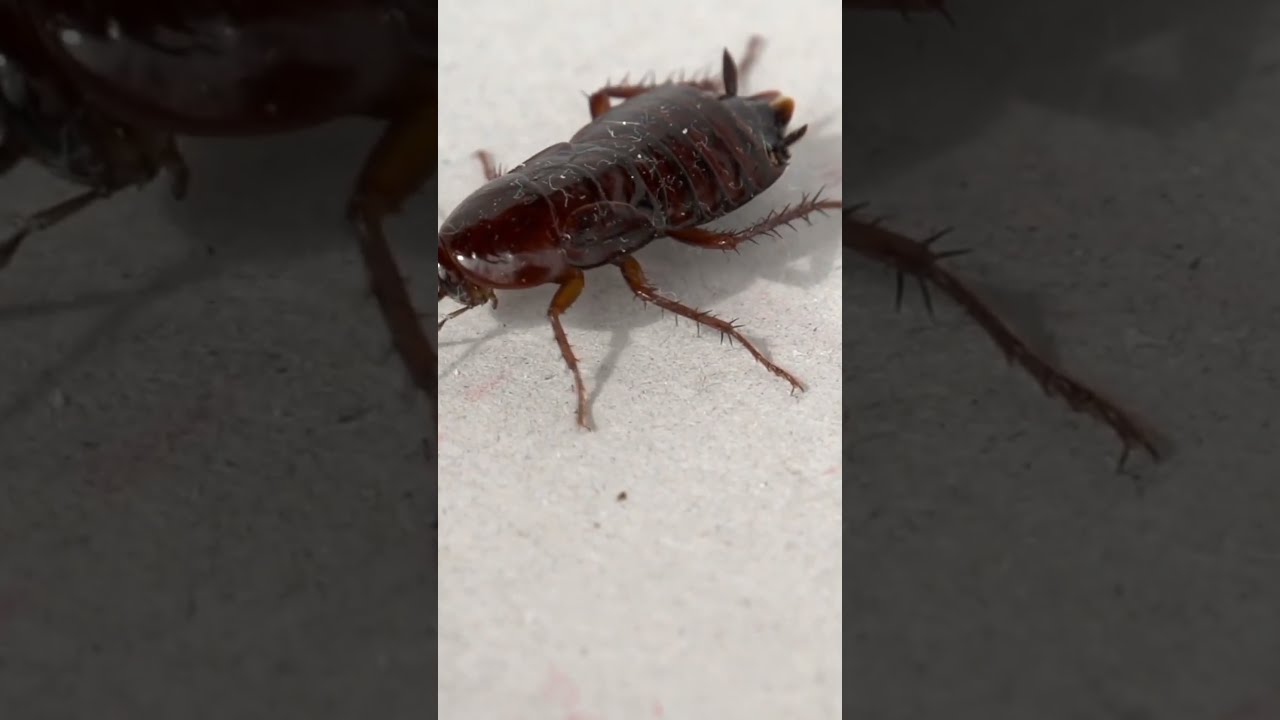 The Horrifying "Dementor" Wasp | Fascinating Horror Shorts
