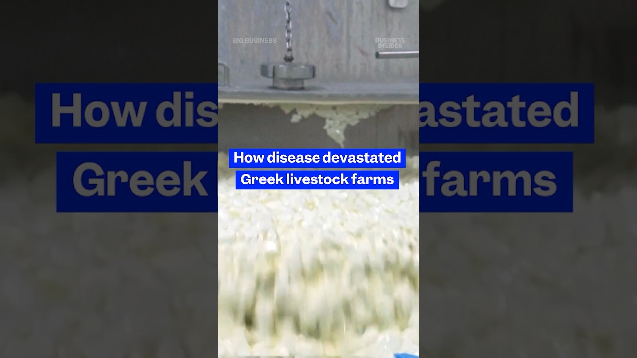The #livestock crisis driving up the price of #Greek #feta. #bigbusiness #cheese #poxoutbreak