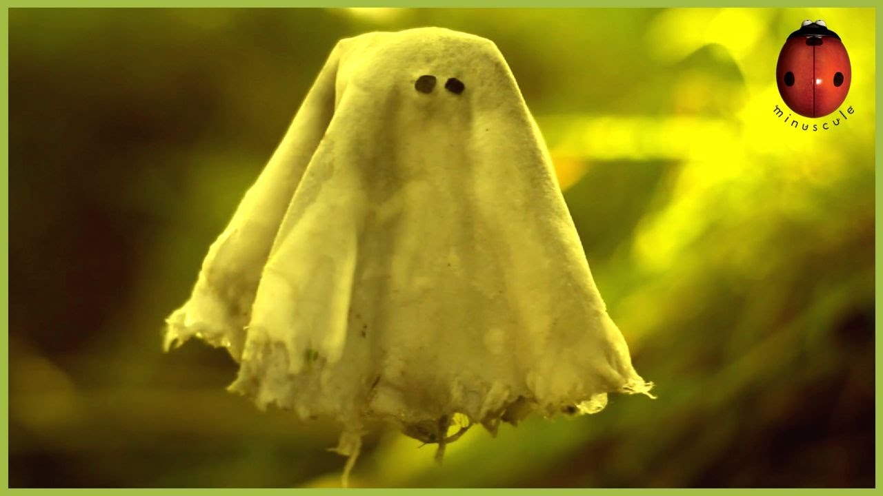 The Monster Of The Haunted Swamp 🎃 Minuscule 🍃 75' Compilation