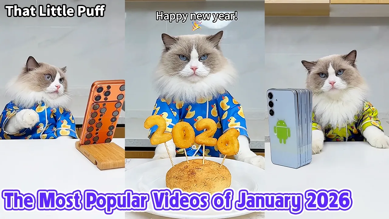 The Most Popular Videos of January 2026 | That Little Puff