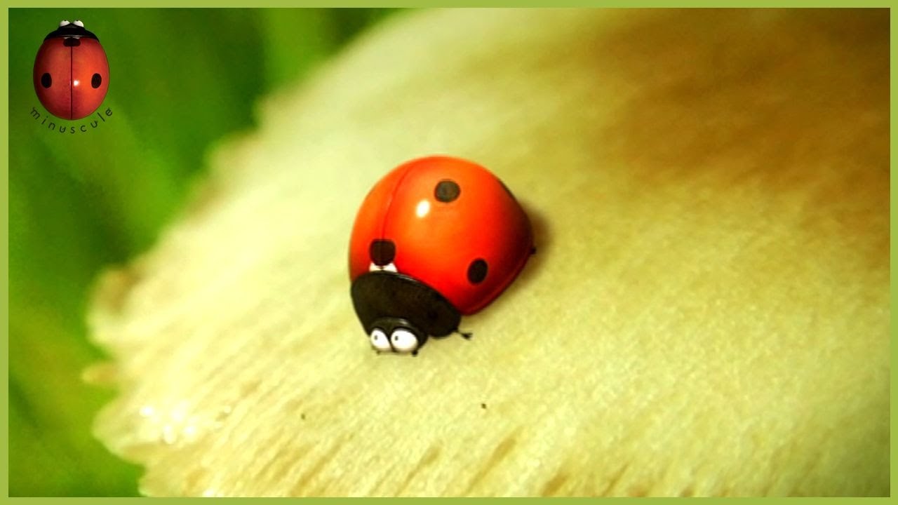The Right Seed | Minuscule 🍃 70' Compilation