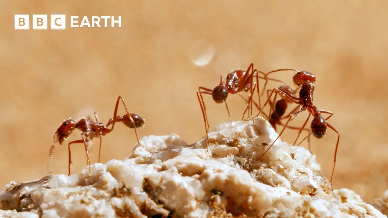 The Secret Behaviours of Animal Packs | BBC Earth