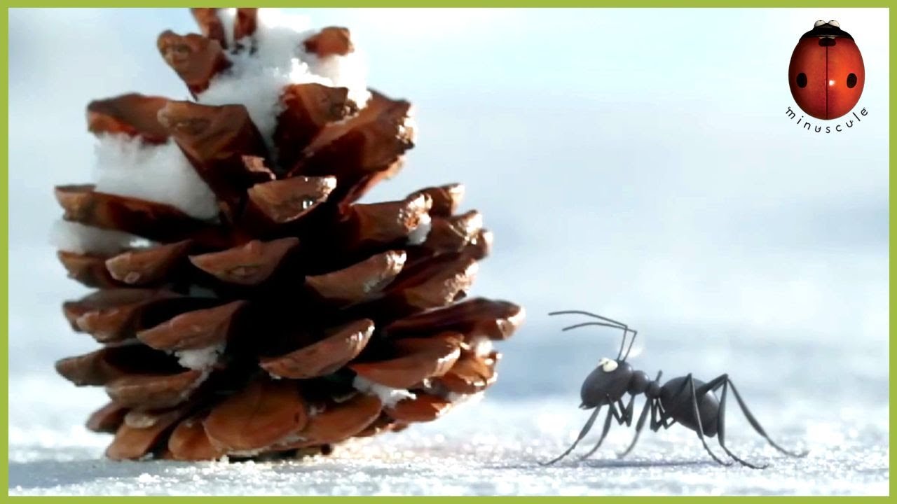 The Sled and the Ant ⛄️ Minuscule | 10' Compilation