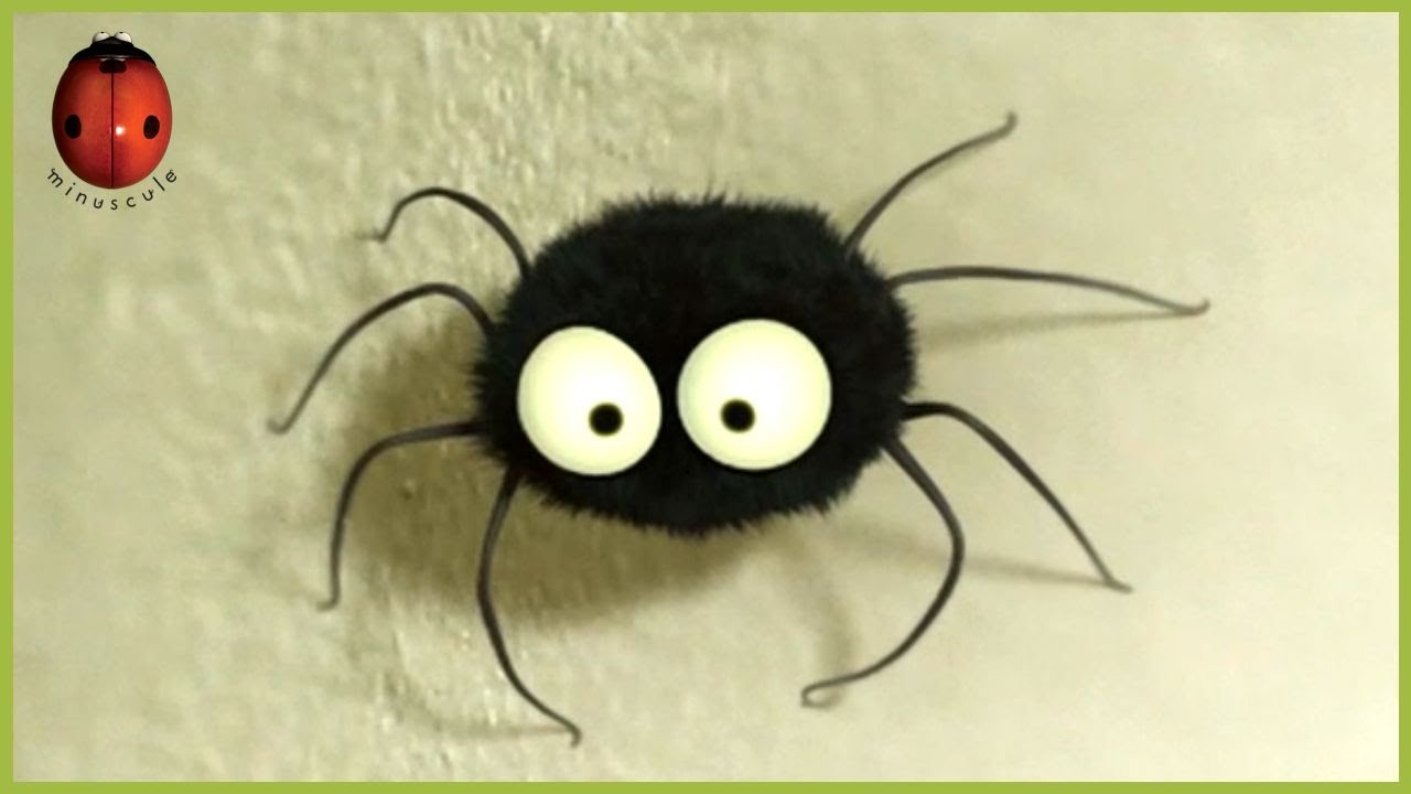 The Stubborn Spider 🕷️ Minuscule 🍃 40' Compilation