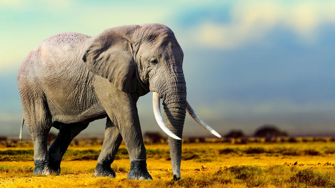 The Wild Heart of Botswana | Stunning Safari Wildlife in 8K with Authentic Sounds & Relaxing Music
