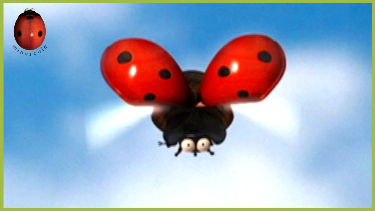 The Zzzzzz Patrol 🐞 Minuscule 🍃 85' Compilation