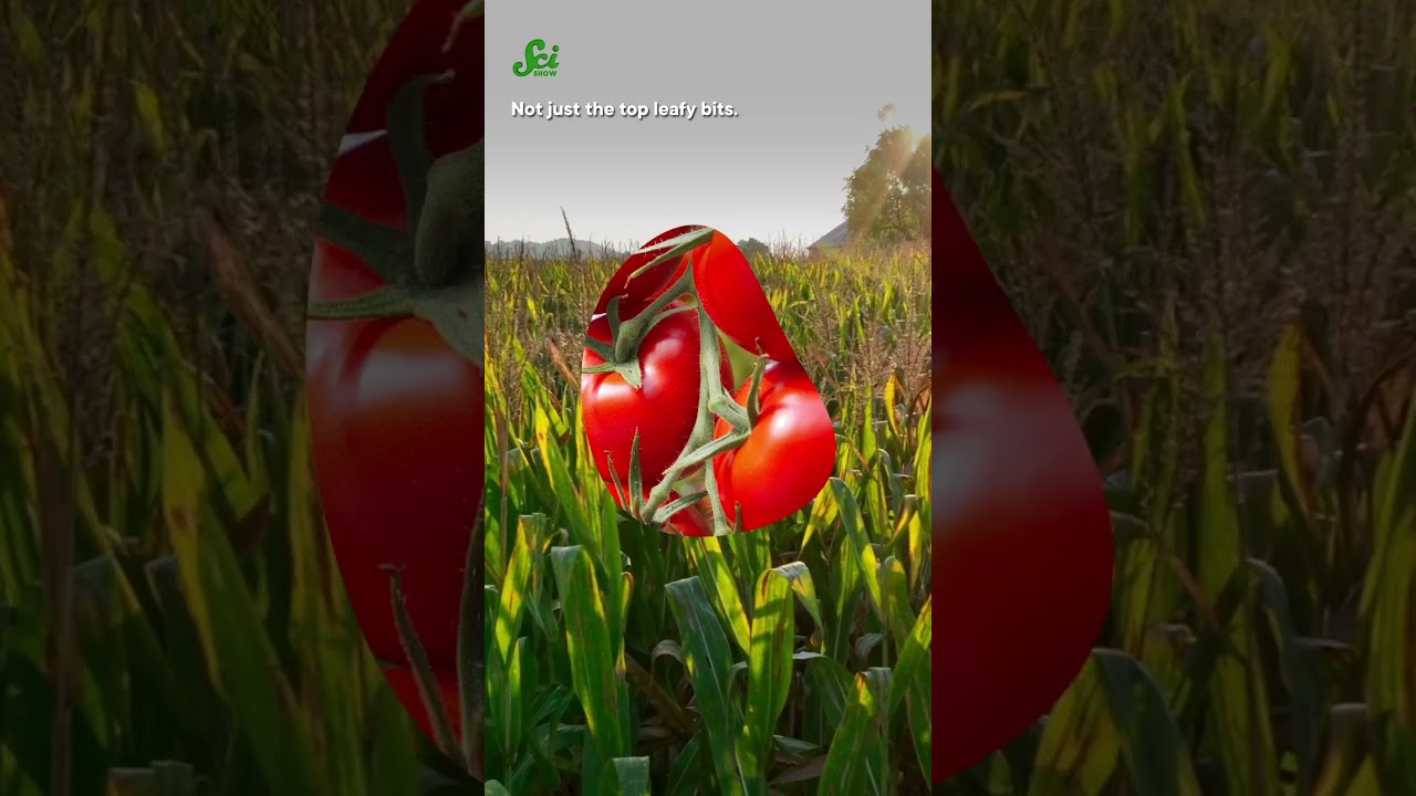 These Plants Have Digital Twins  #science  #scishow #plant #xray