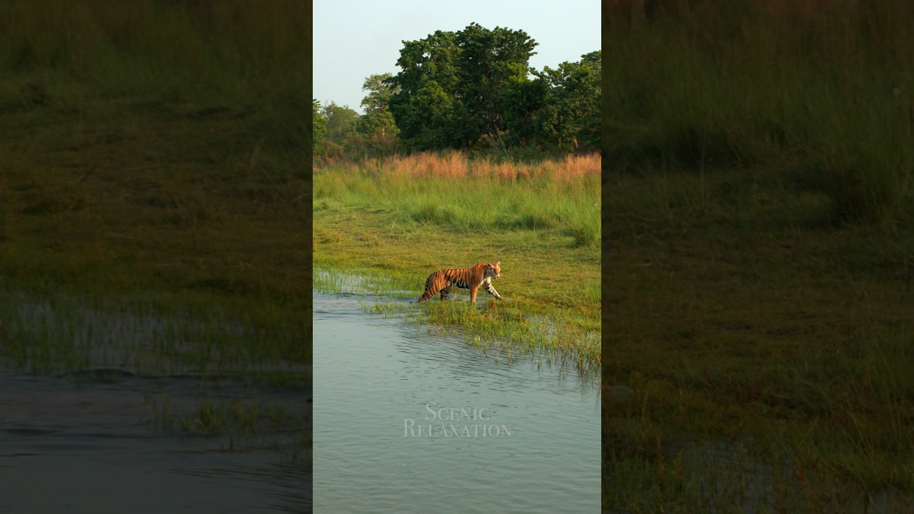 Tiger crossing a river 🐅