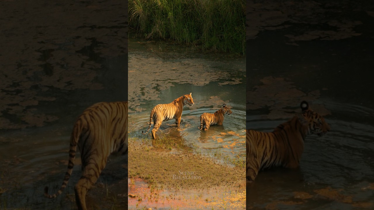 Tiger family crosses river 🐅