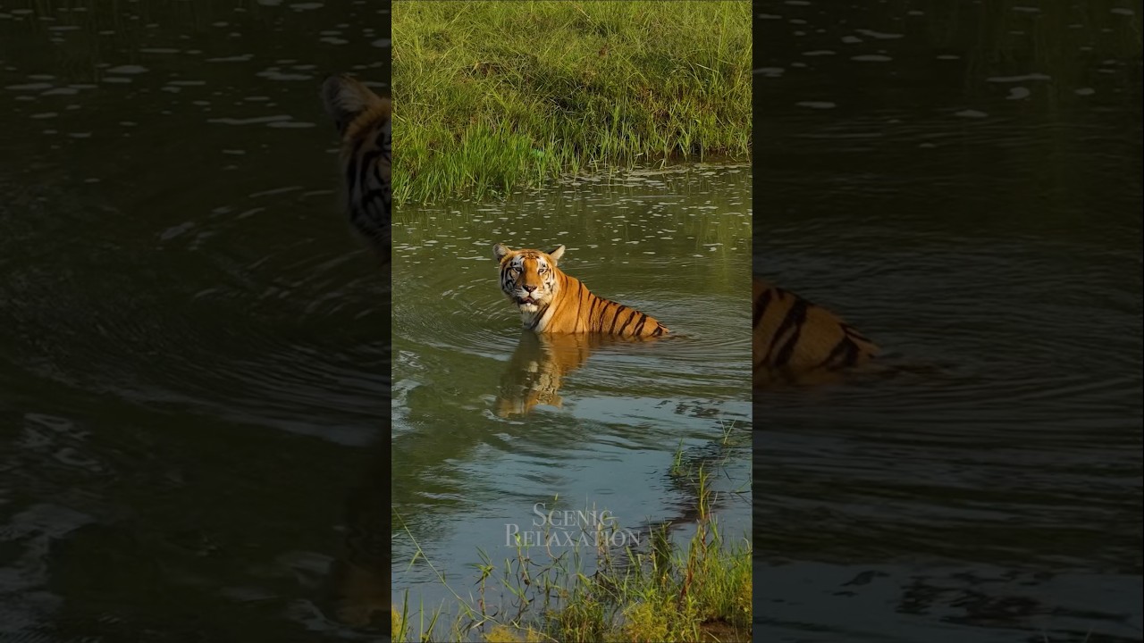 Tiger relaxing in the river 🐅