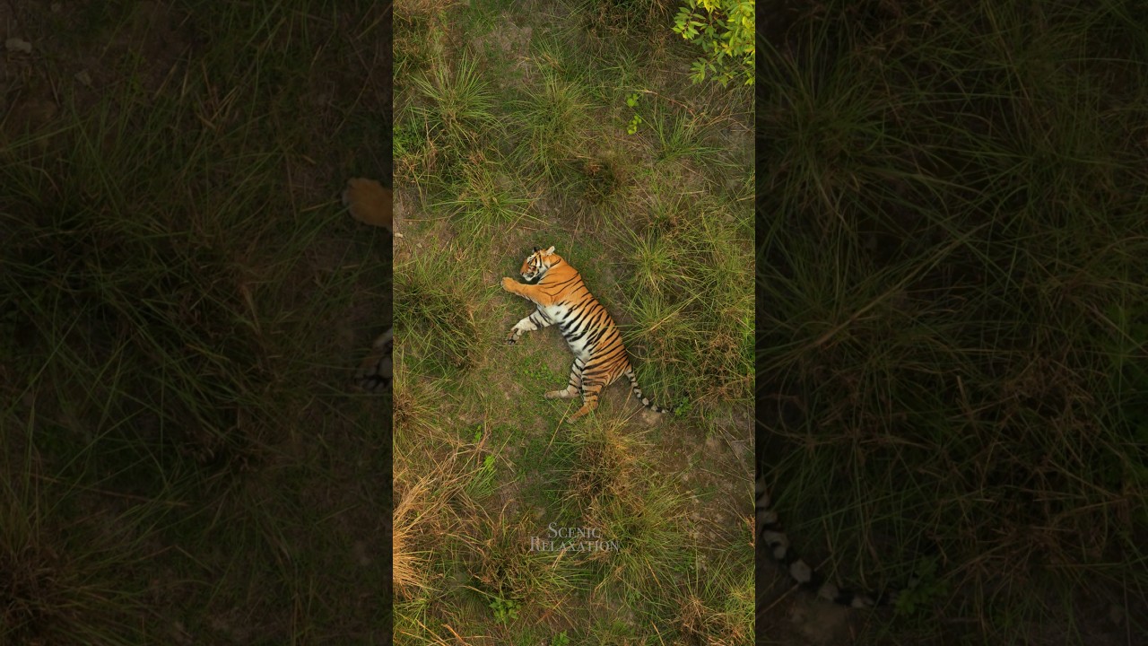 Tiger Sleeping 🐯💤