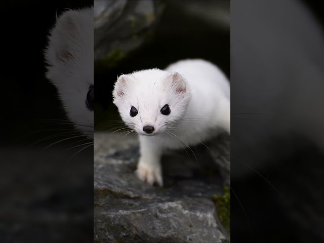 Tiny, quick and quietly ferocious 🤍 #Shorts #Animals #Wildlife