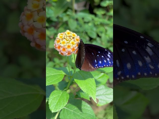 Tiny scroll break to appreciate nature's beauty 🦋 #Shorts #Wildlife