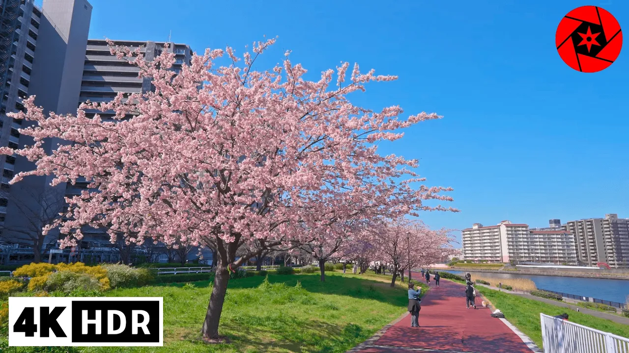 Tokyo Cherry Blossoms 2026 - Sumida River Early Sakura 4K HDR