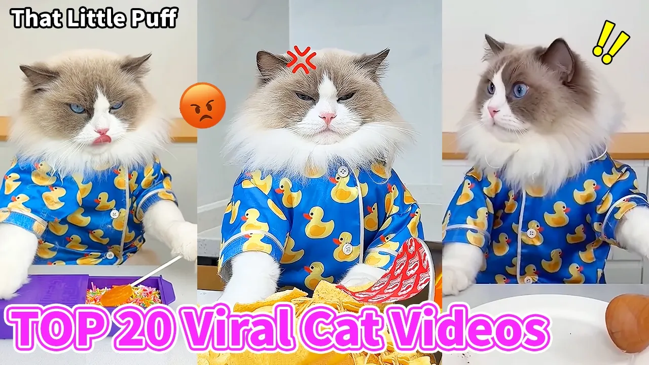 Top 20 Trending Videos Q1 2026 | That Little Puff
