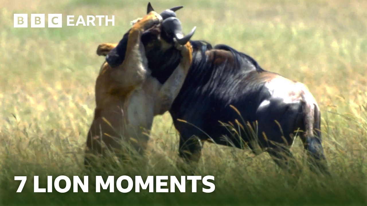 Unbelievable Lion Moments | BBC Earth