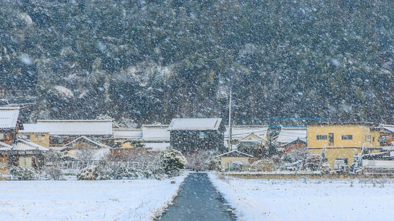 Walking in Morning Snow through Village and Farmland | Shiga, Japan