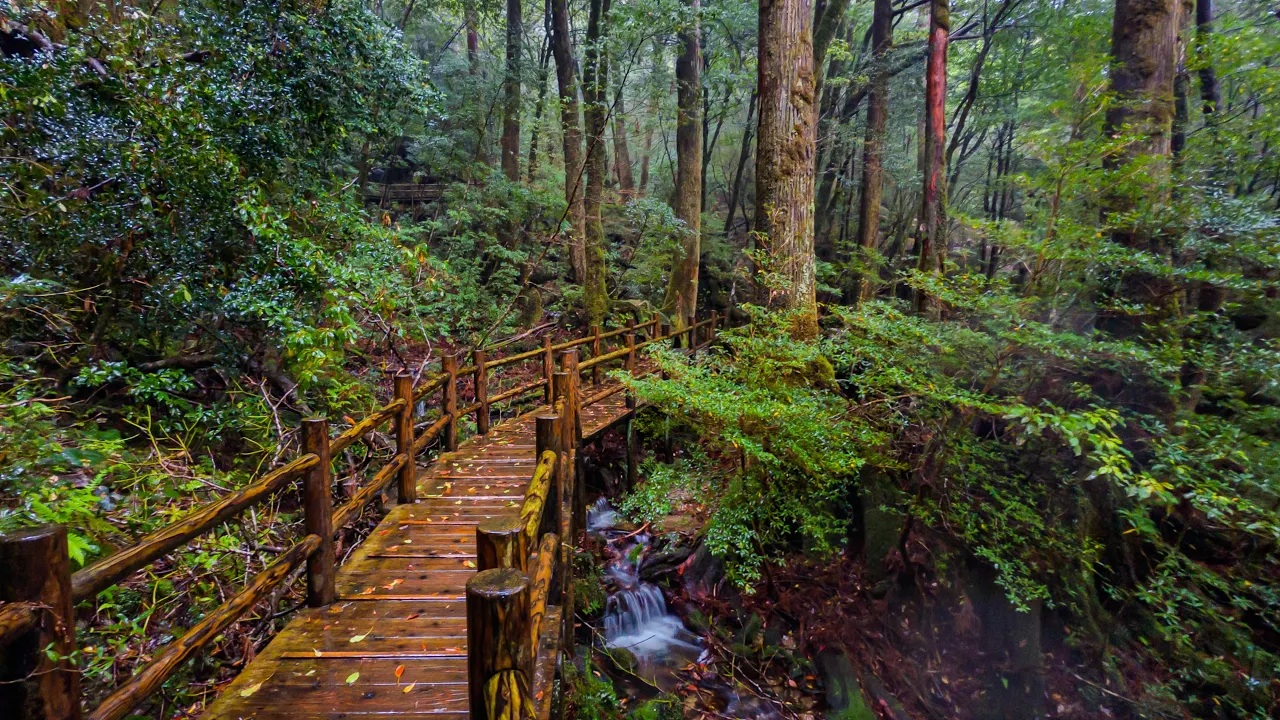 Walking in the Rain through Old Growth Forest | Yakushima, Japan