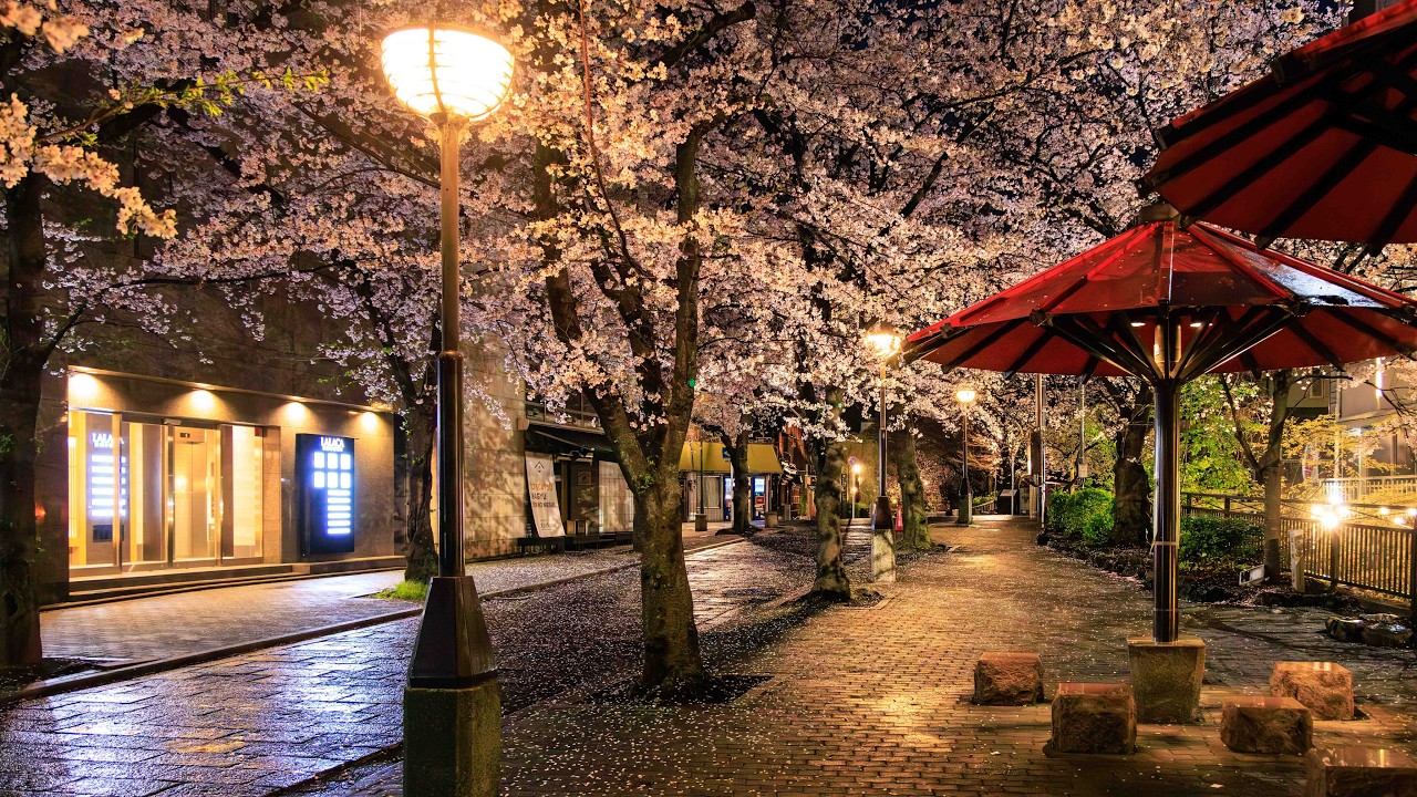 Walking in the Rain with Cherry Blossoms at Dawn | Kyoto, Japan