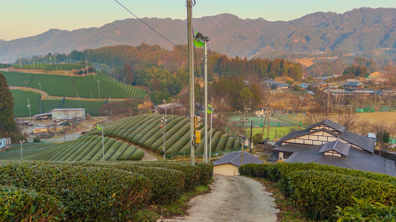 Walking through Tea Fields in Rolling Hills of Wazuka | Kyoto, Japan