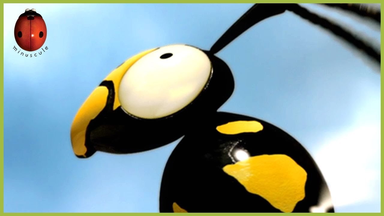 Wasp Belle | Minuscule | 55' Compilation