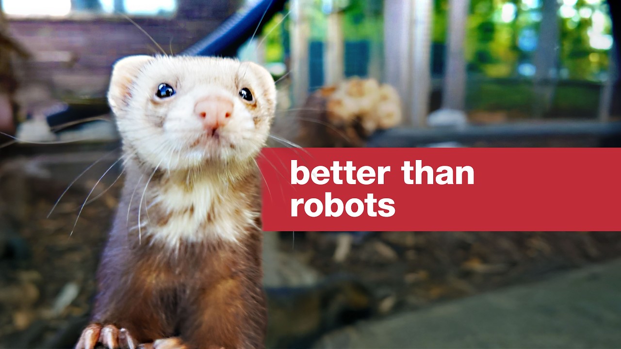 We can't invent a robot better than these ferrets