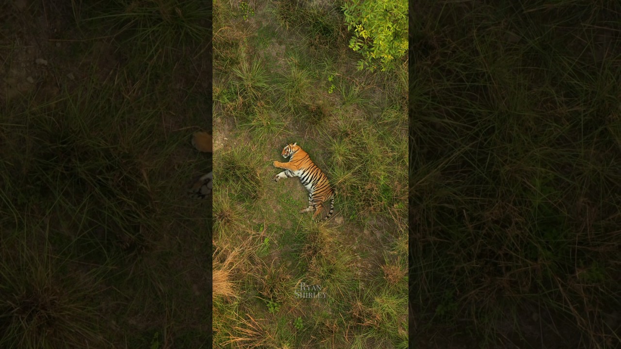 When you find Asia’s rarest animal 🐅