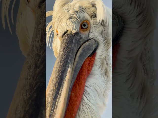 When you zoom in a little too much 👀 #DalmatianPelican #FreshwaterBird #BirdPhotography #Shorts