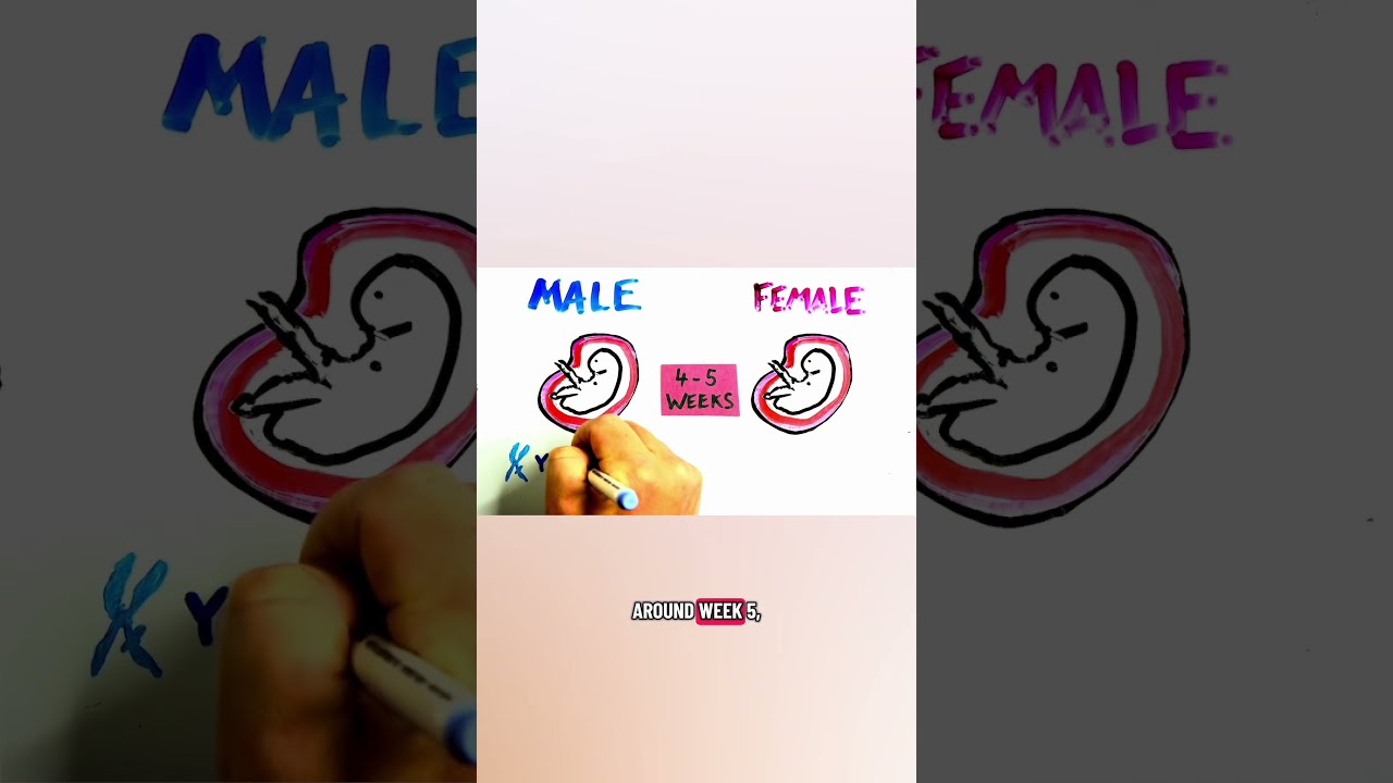 Why do male nipples exist?