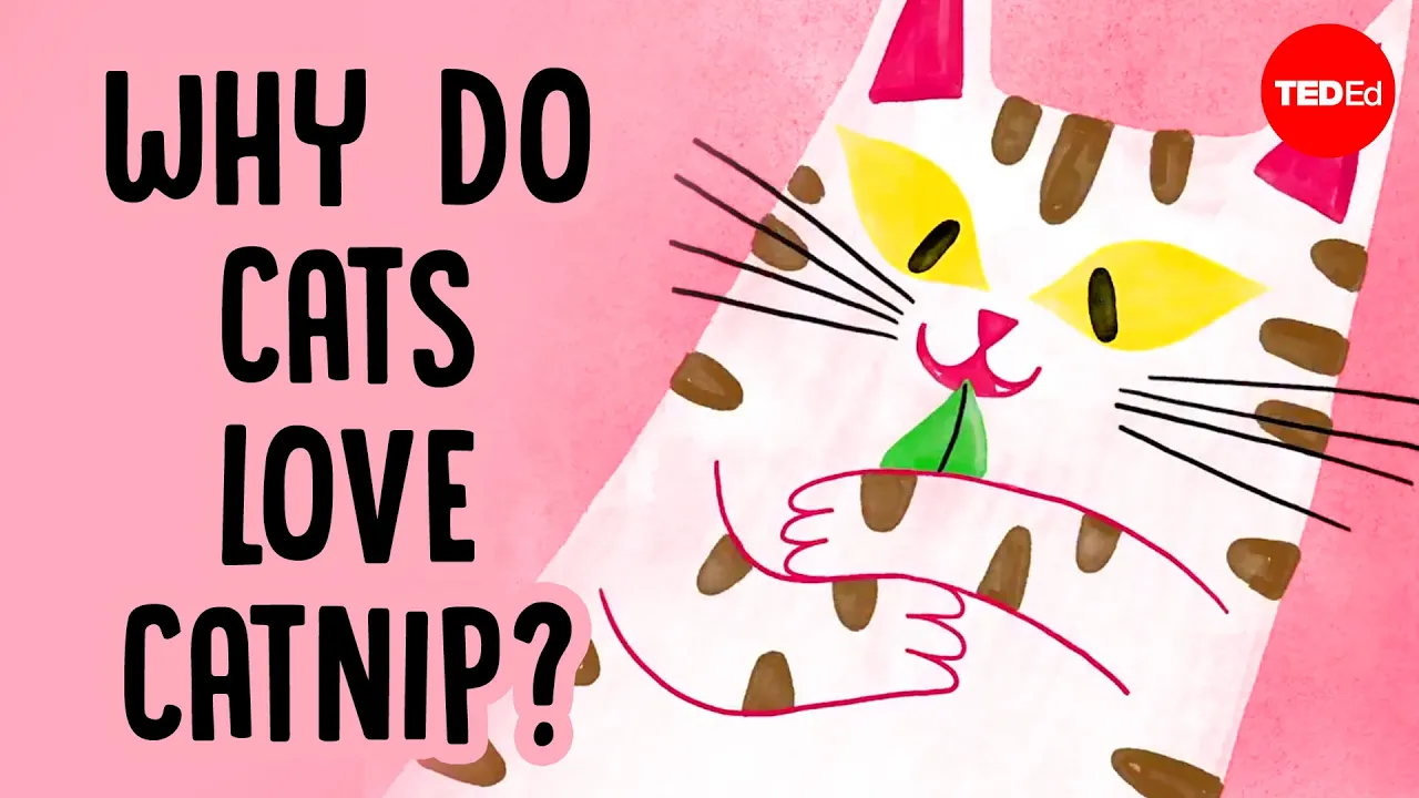 Why does catnip make cats go crazy? - Jaap de Roode