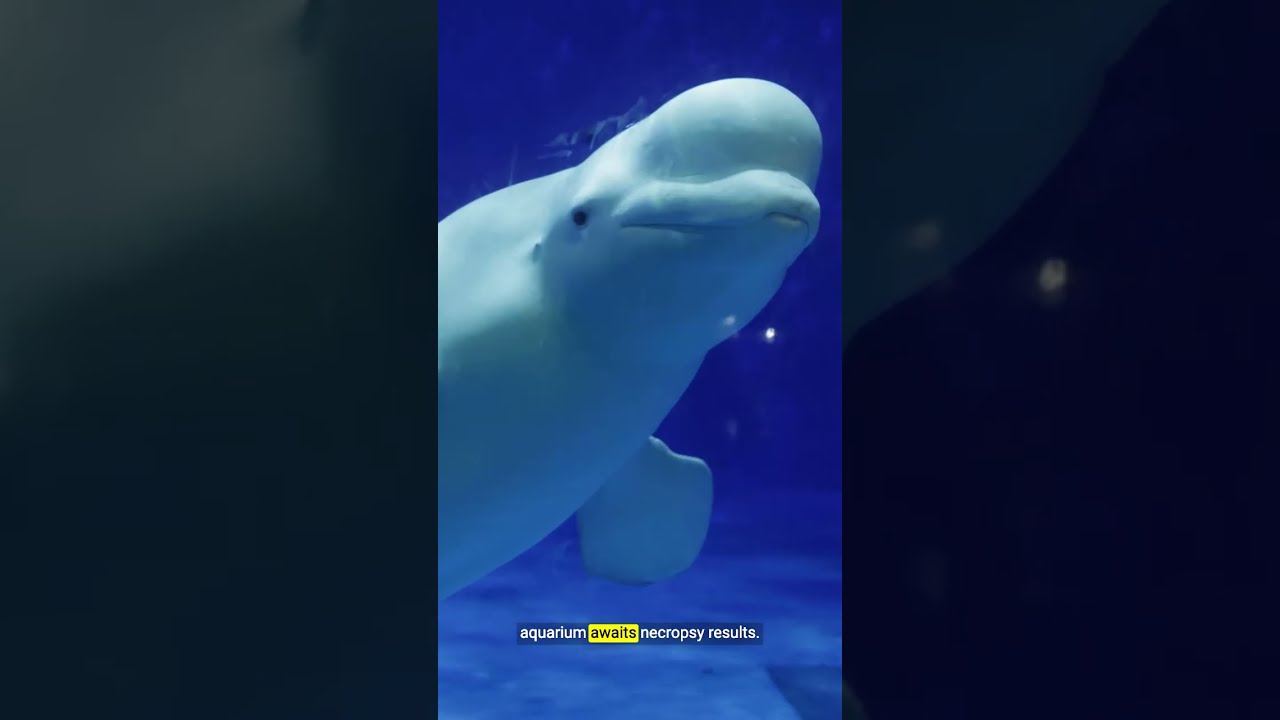 Why even the best aquariums can’t give animals what they need