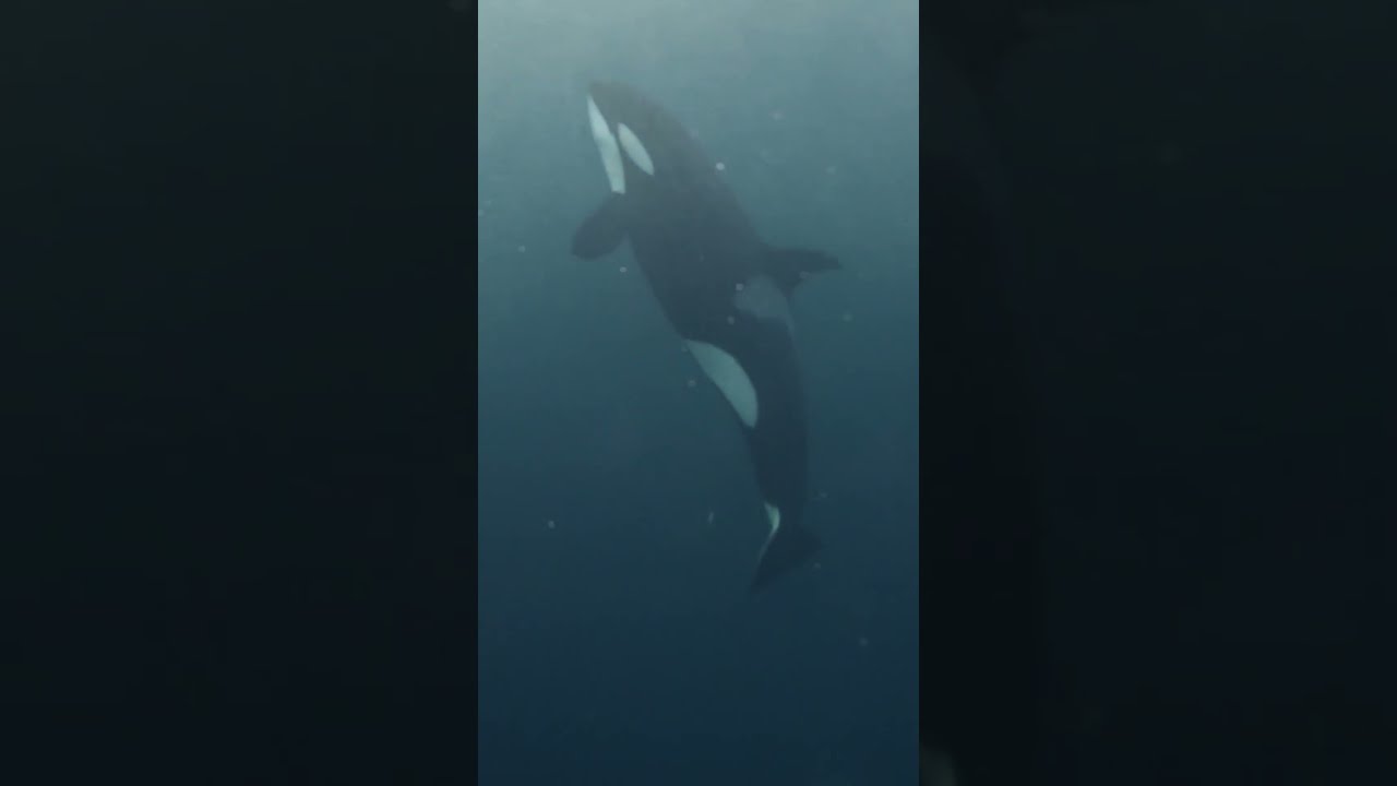 Why Have Orcas Turned Violent? | Fascinating Horror Shorts