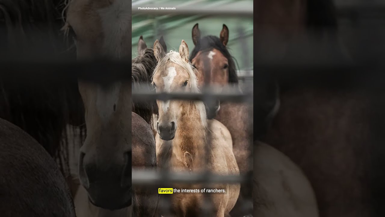 Why some of America’s wild horses are being slaughtered