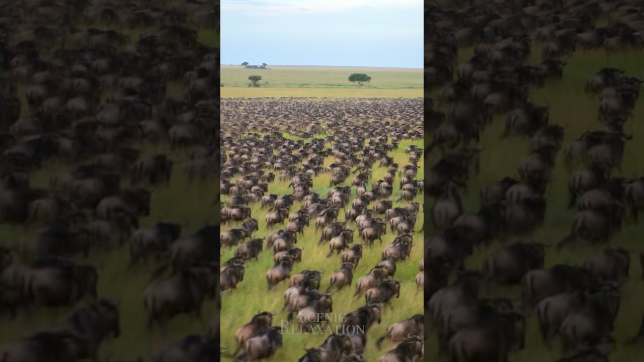 Wildebeest Great Migration 🦁  #animals #wildlife #africa