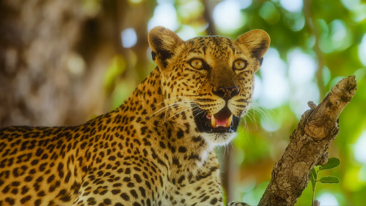 Wildlife of Zambia in 8K | Lions, Leopards & Authentic Nature Sounds from South Luangwa – Part 2