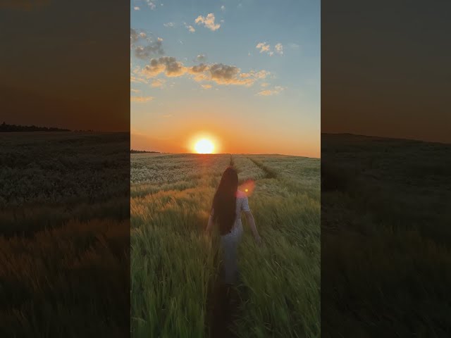 Windy day in the wheat fields 🌾